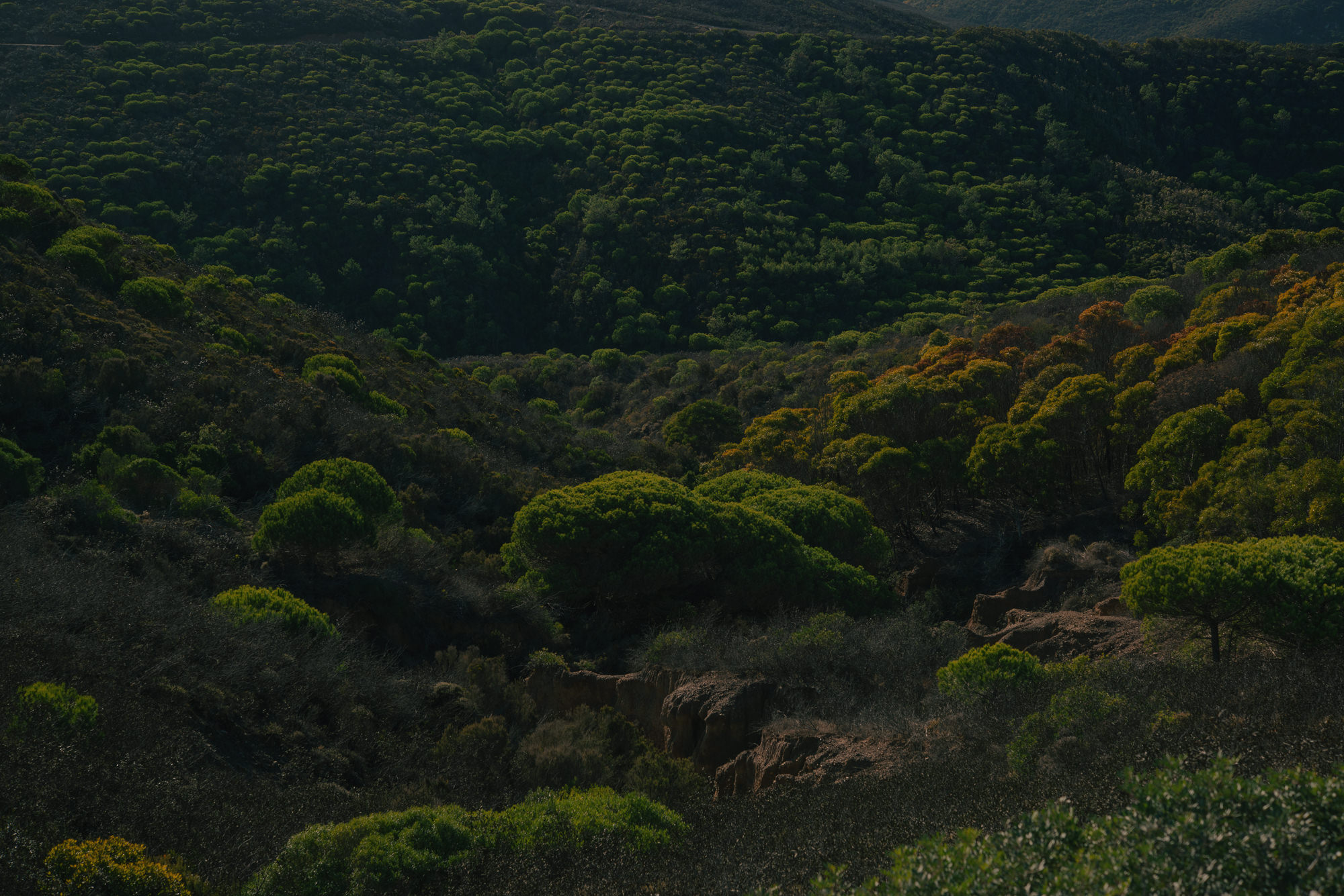 JANNIKE STELLING PHOTOGRAPHY