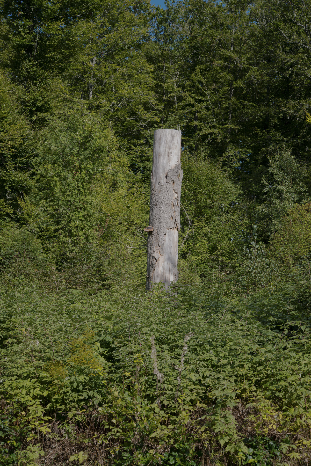 JANNIKE STELLING PHOTOGRAPHY