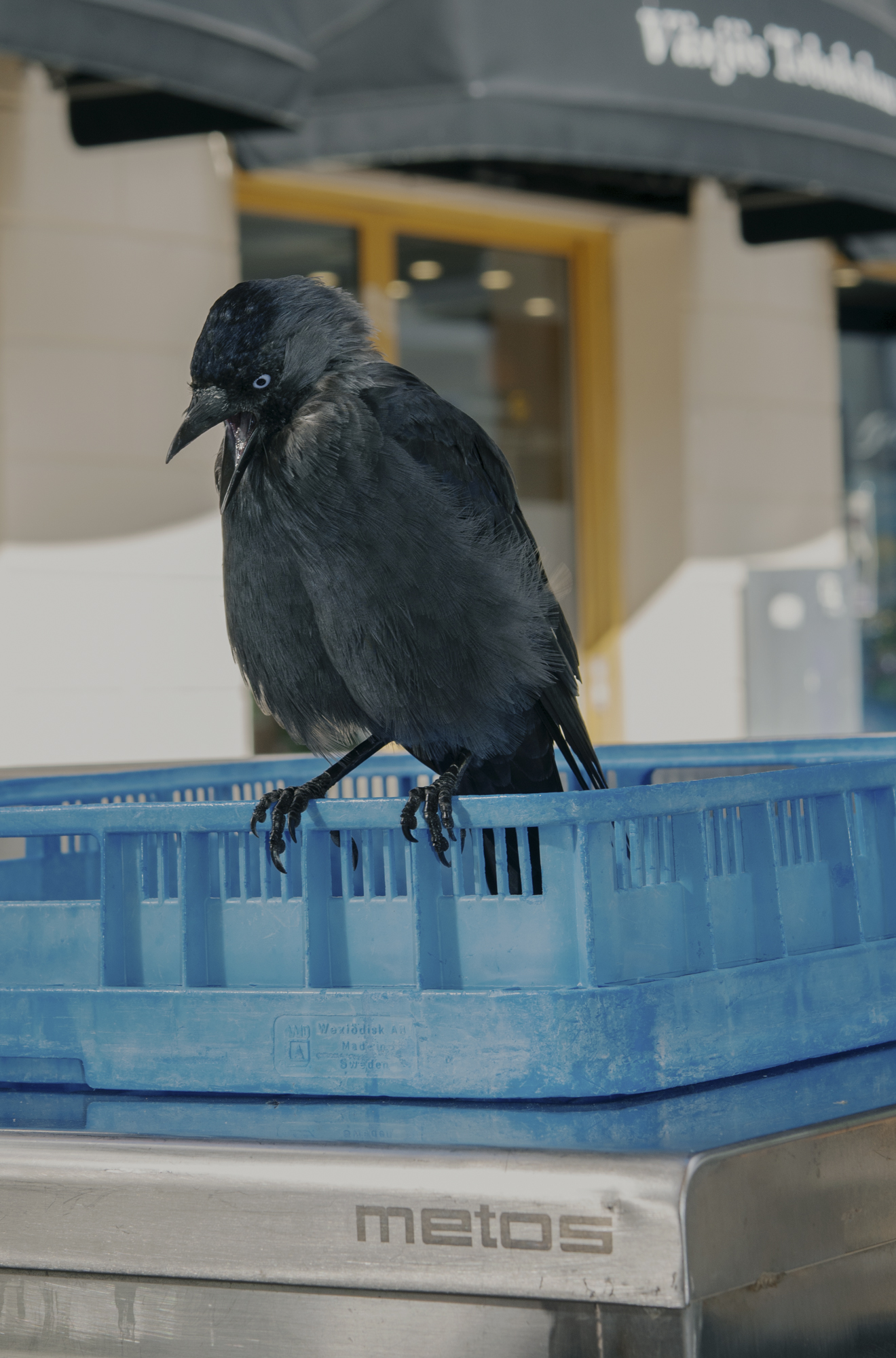 JANNIKE STELLING PHOTOGRAPHY