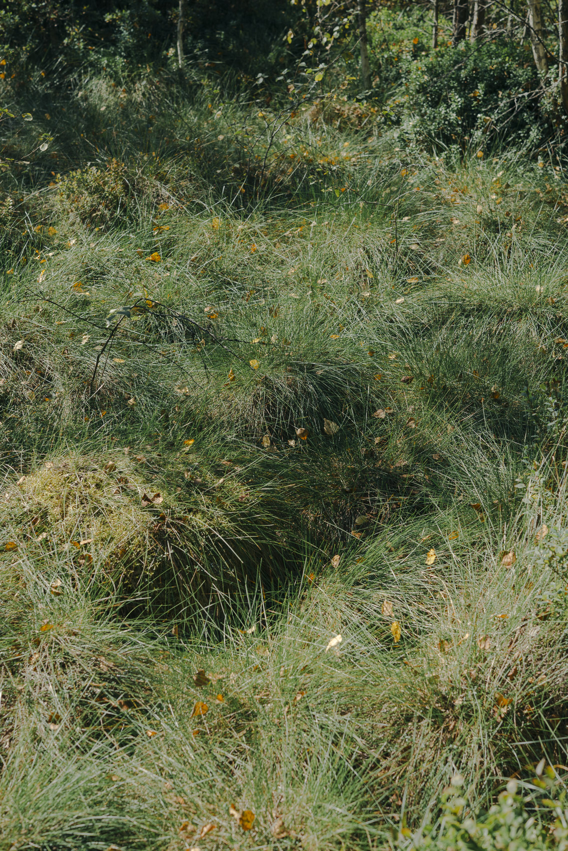 JANNIKE STELLING PHOTOGRAPHY