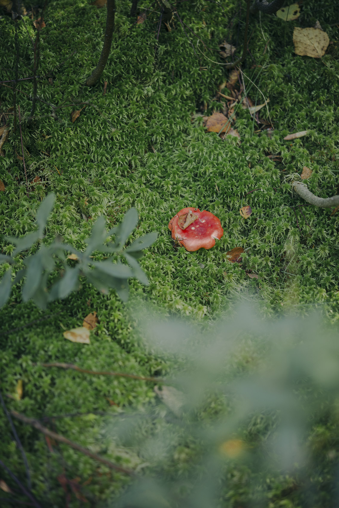 JANNIKE STELLING PHOTOGRAPHY