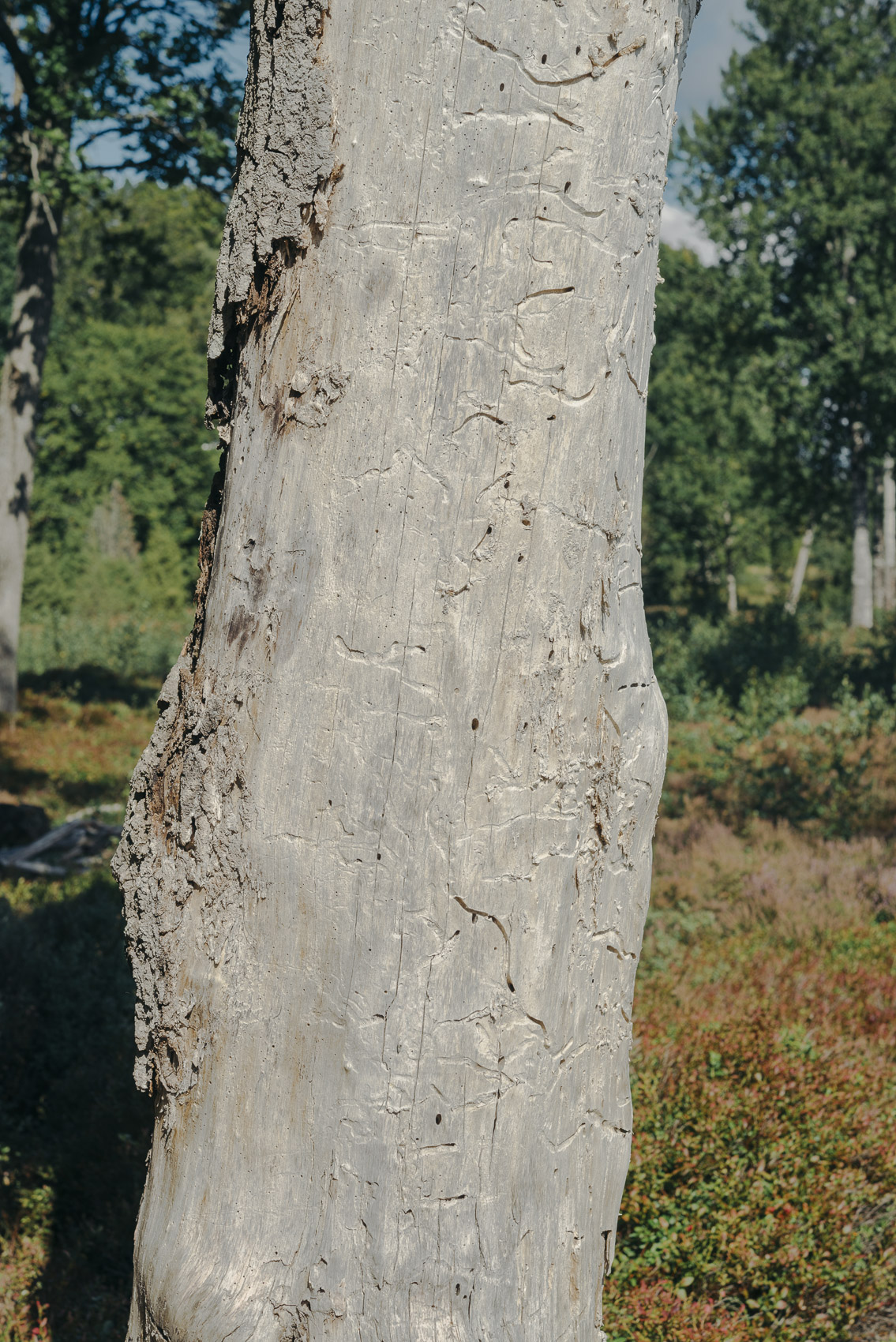 JANNIKE STELLING PHOTOGRAPHY