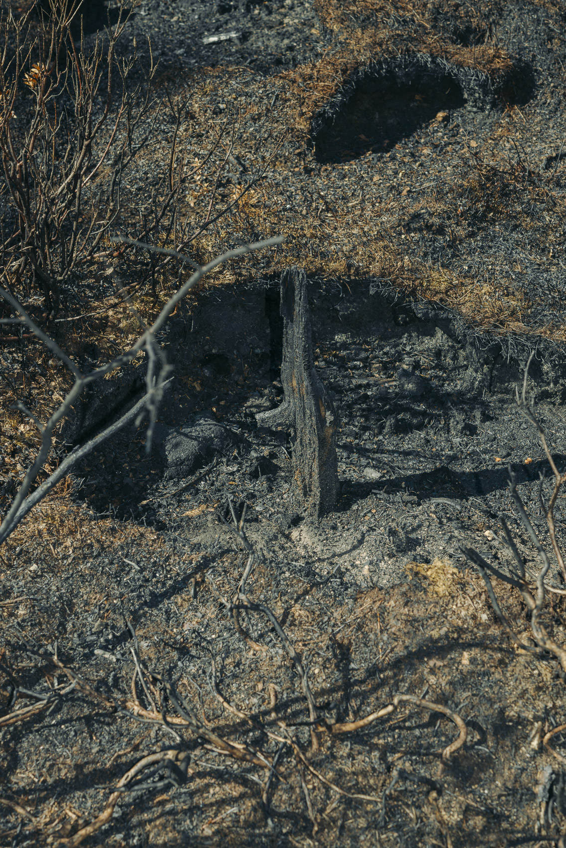 JANNIKE STELLING PHOTOGRAPHY