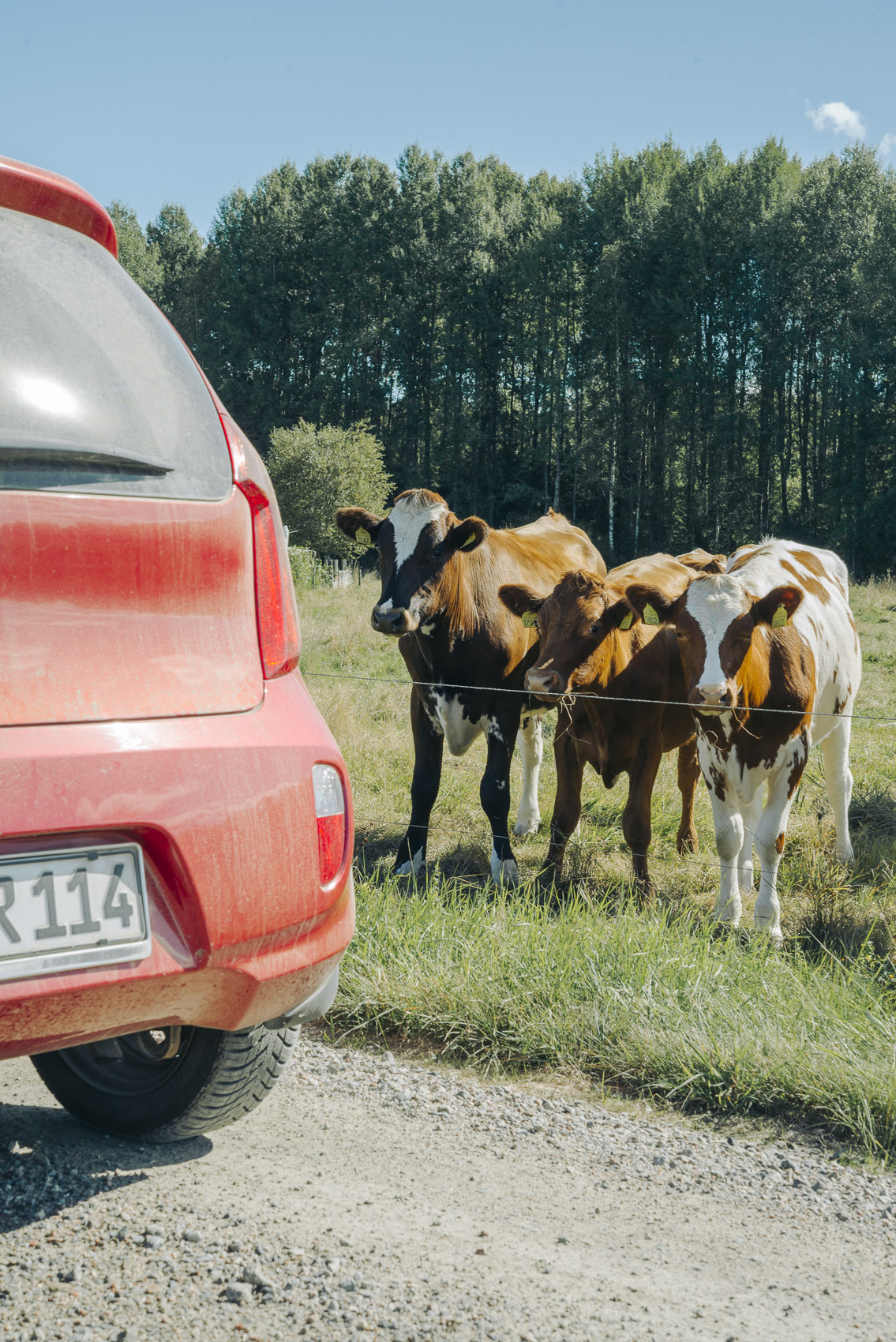 JANNIKE STELLING PHOTOGRAPHY