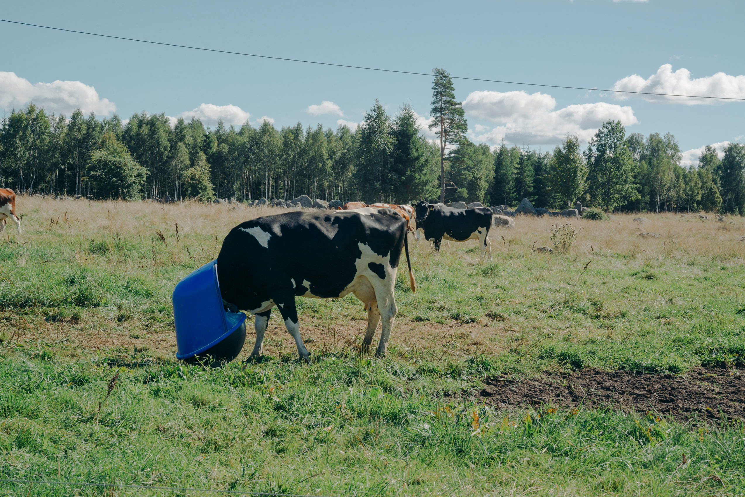 JANNIKE STELLING PHOTOGRAPHY