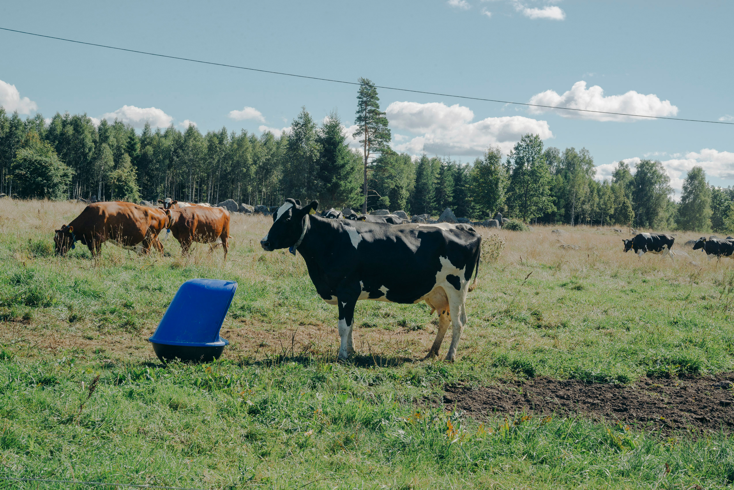 JANNIKE STELLING PHOTOGRAPHY