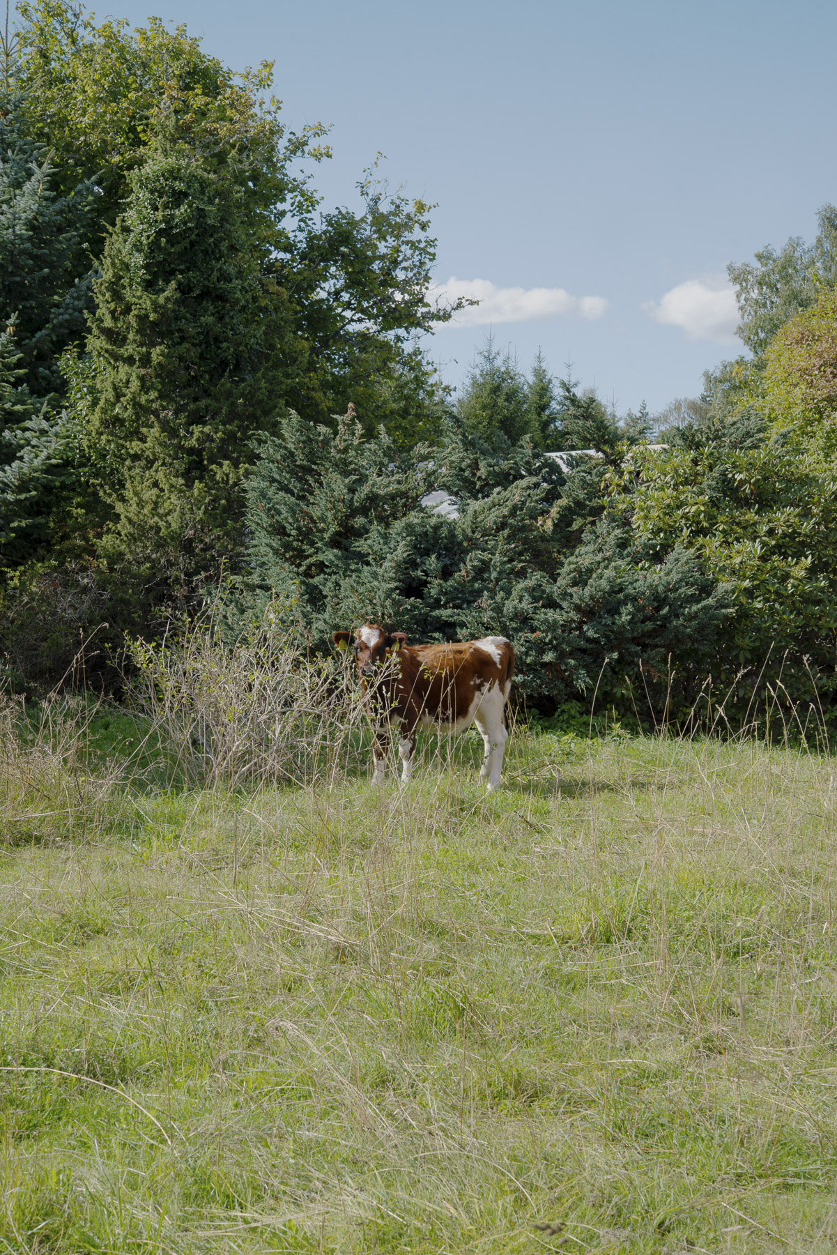 JANNIKE STELLING PHOTOGRAPHY