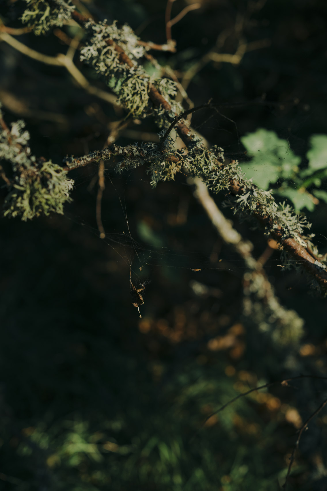 JANNIKE STELLING PHOTOGRAPHY